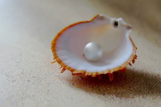 Pearl of Great Price in shell