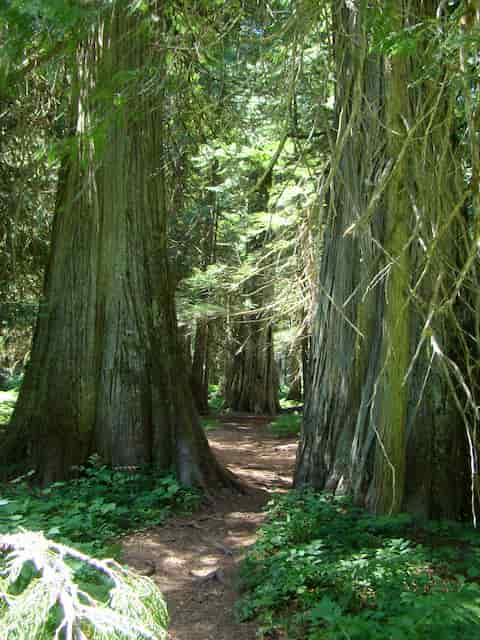 Ross Cedars Ancient Trees -- Ceremony