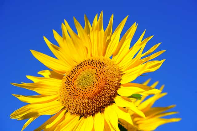 Sunflower against a blue sky Living in Gratitude