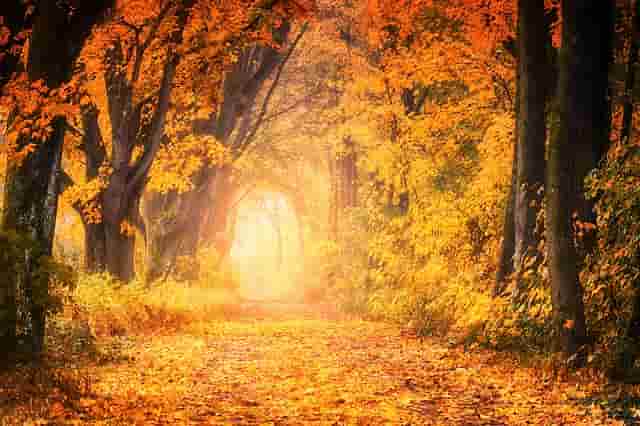 Tree Canopy of Fall Yellows over Dirt Road of Following Your Spiritual Path