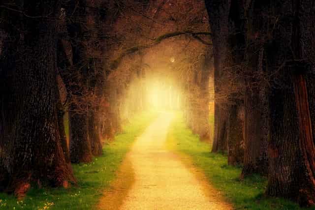 Tree Tunnel of Light -- at the end of the tunnel