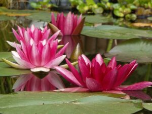 Water Lilies Community