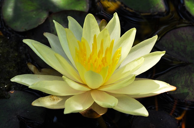 Yellow White Lotus