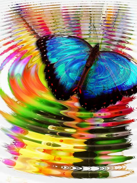 Colorful Butterfly of Unexpected Times