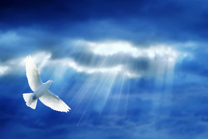 Dove Flying with penetrating sunlight cloud-penetrating sunlight of Divine Peace